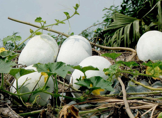 🌱 Grow Ash Gourd in Pakistan – Moji Mall Guide