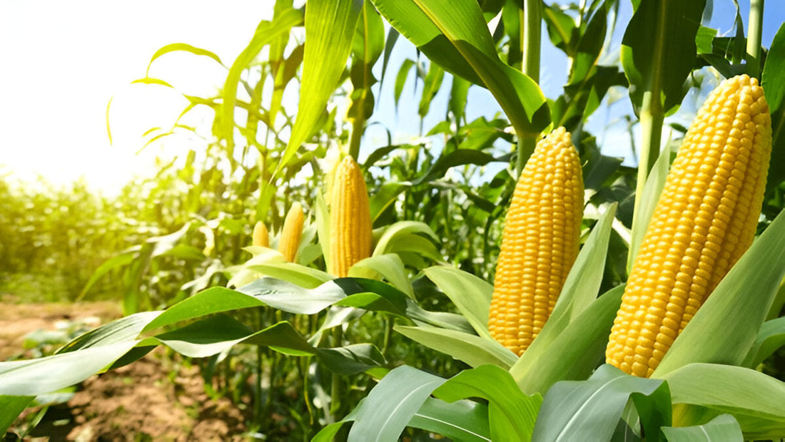 Grow Corn in Pakistan – Moji Mall Guide