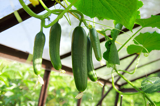 Grow Cucumber in Pakistan: Moji Mall Guide