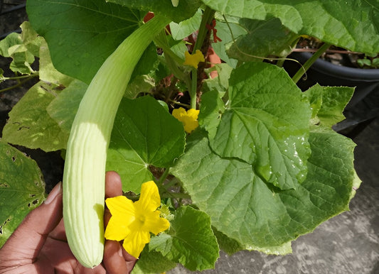 Grow Armenian Cucumber (Kakri) in Pakistan