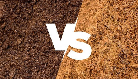 Coco Peat vs Peat Moss – Which is Best?