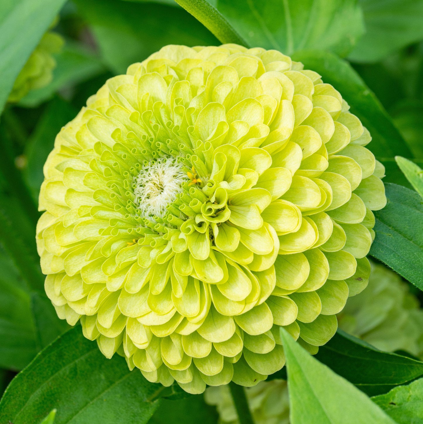Zinnia Giant Double Green – 20+ Seeds (SUMMER)