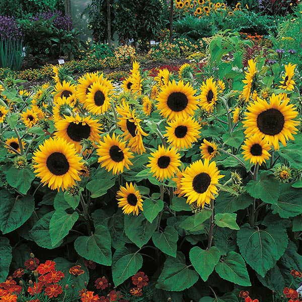 A garden bed with vibrant yellow sunflowers in full bloom, surrounded by green foliage.