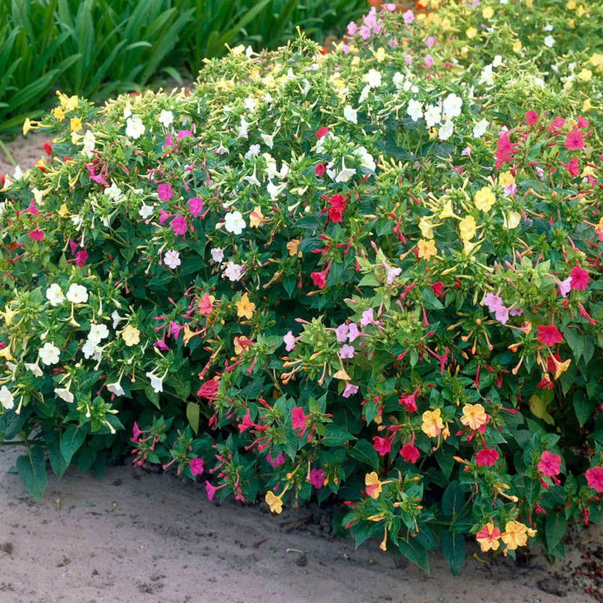 Multicolored 4 O'Clock flower mix – red, yellow, variegated blooms – grow from seeds easily