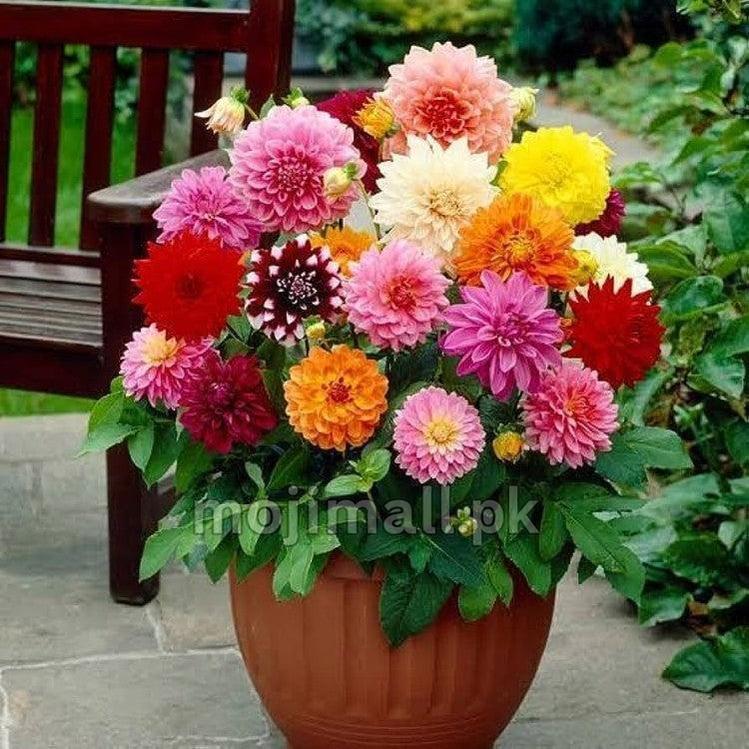Dahlia (Mixed) 20+ Seeds-Moji Mall