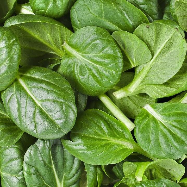 Spinach Baby - F1 Hybrid Seeds