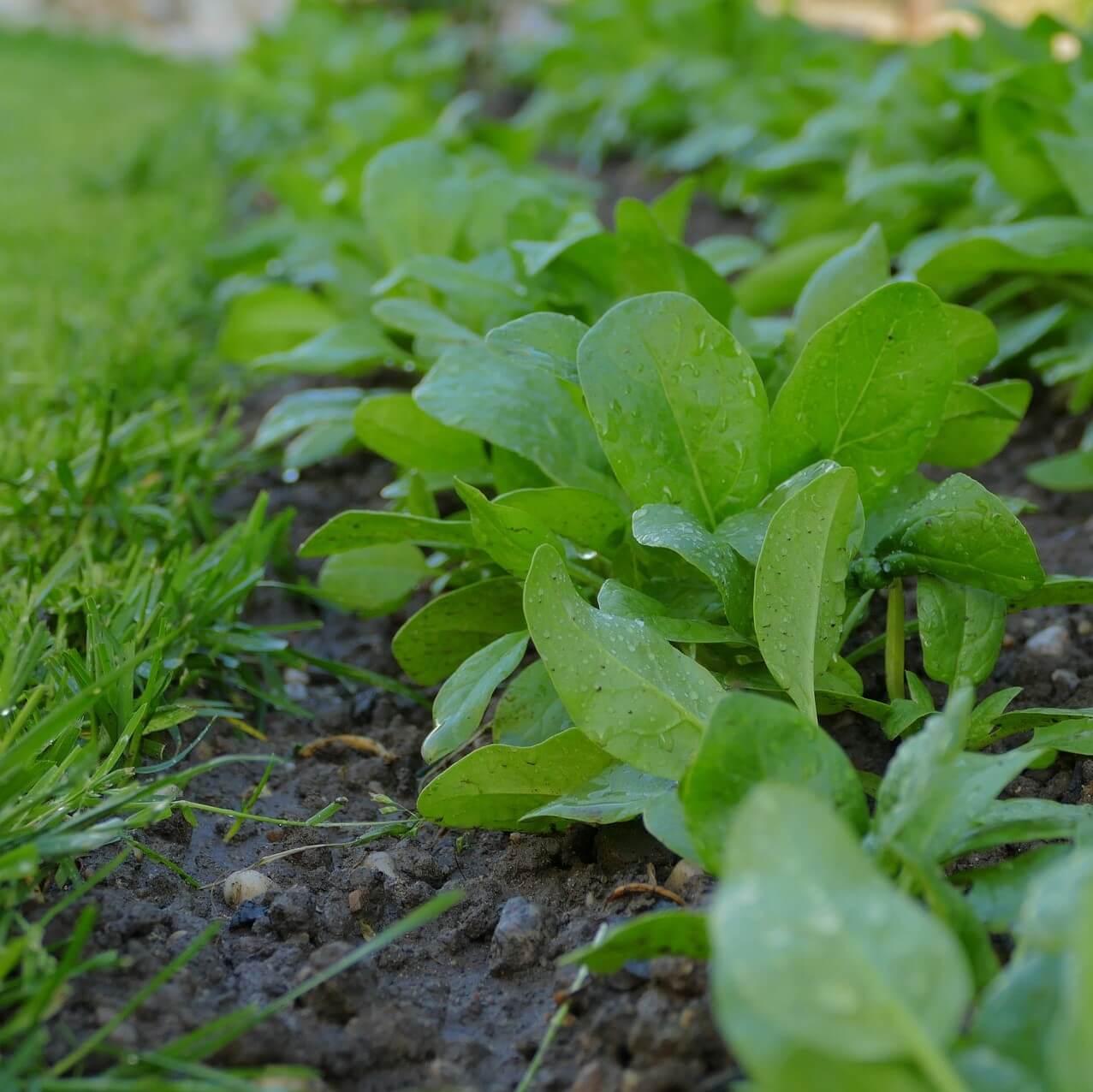 Spinach Baby – F1 Hybrid 550+ Seeds