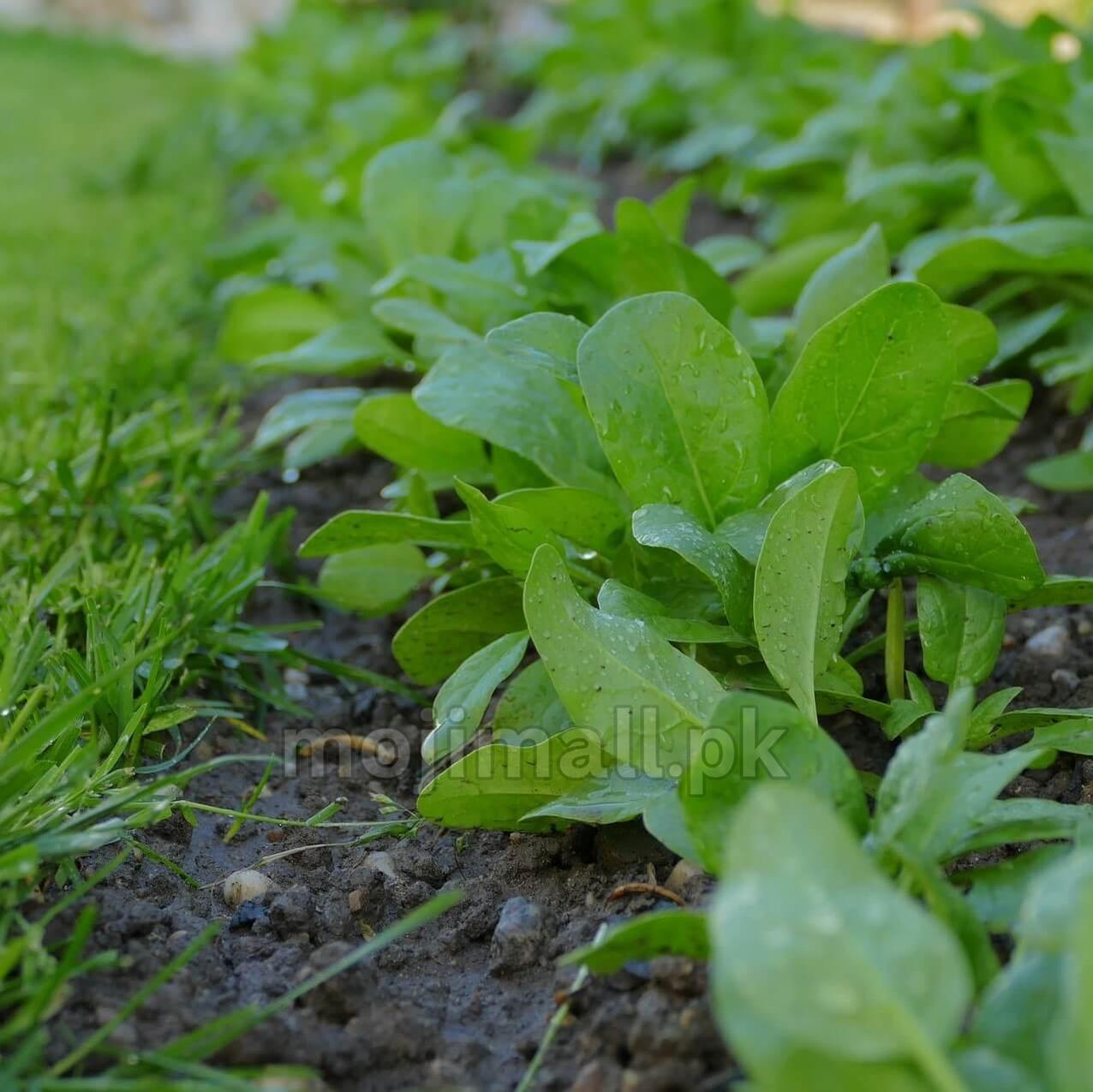 Spinach Baby – F1 Hybrid 550+ Seeds-Moji Mall
