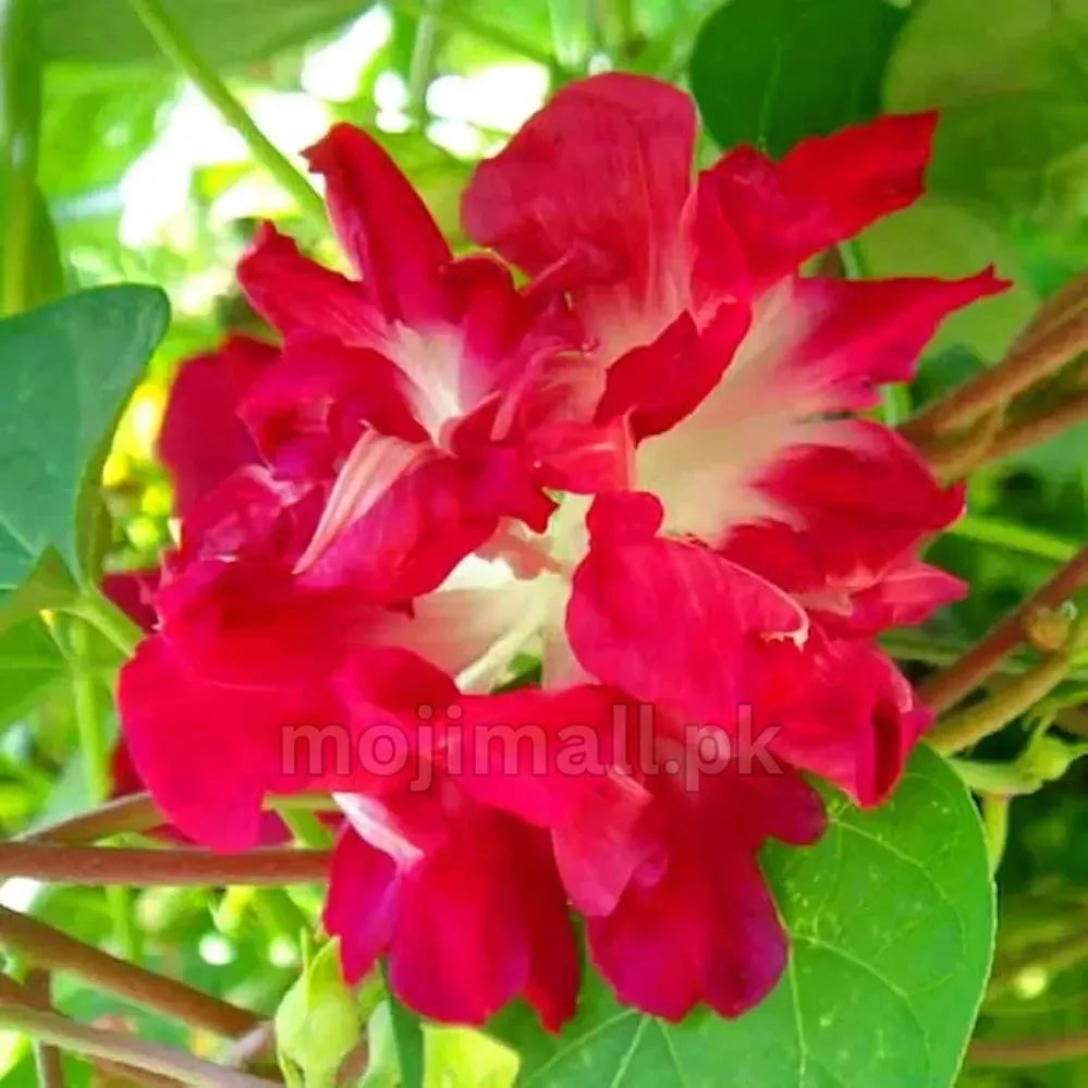 Morning Glory (Ruffled Red) – Seeds-Moji Mall