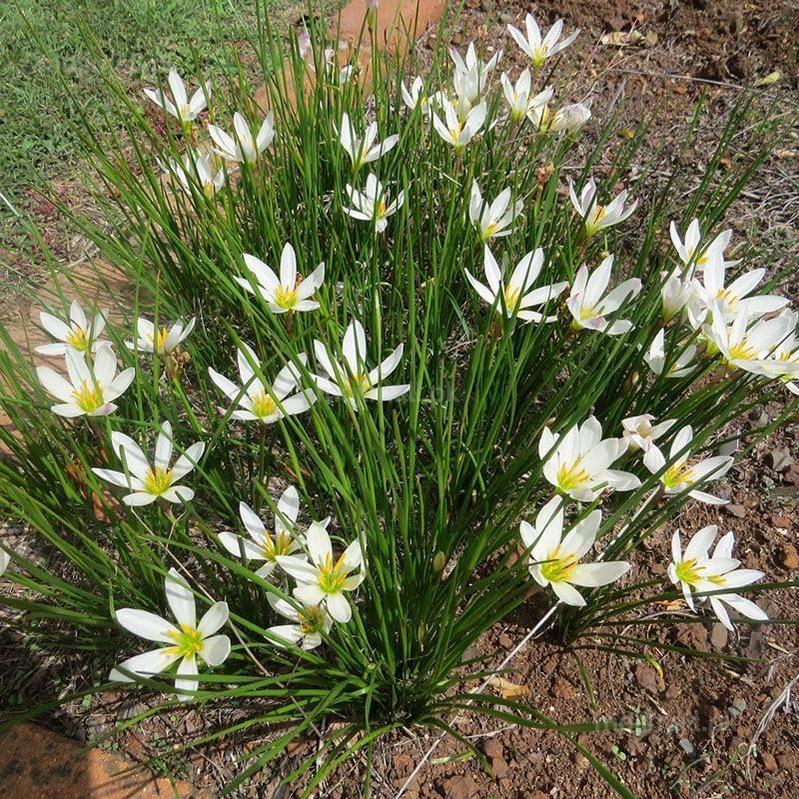 Rain Lilly White – Flower Bulbs-Moji Mall