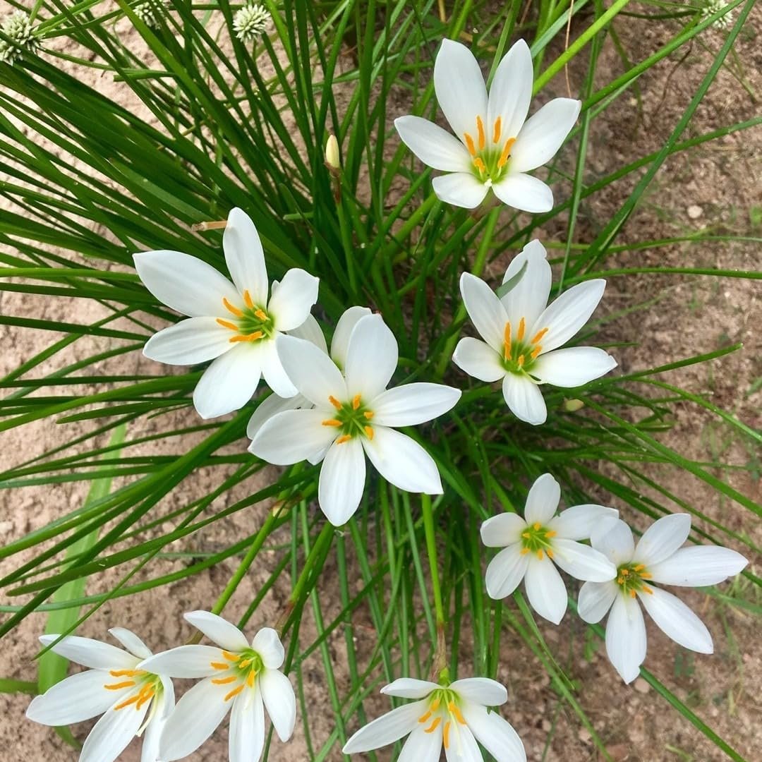 Rain Lilly White – Flower Bulbs (SUMMER)