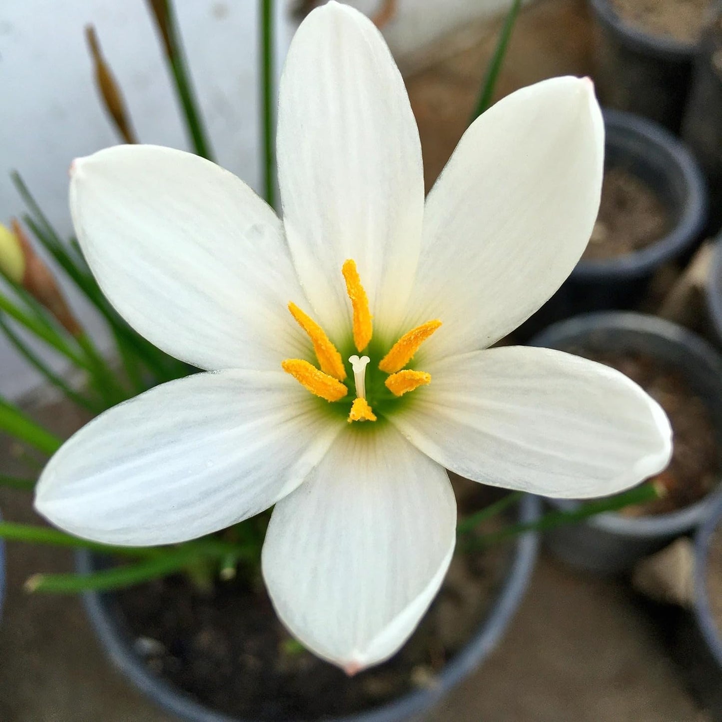Rain Lilly White – Flower Bulbs (SUMMER)