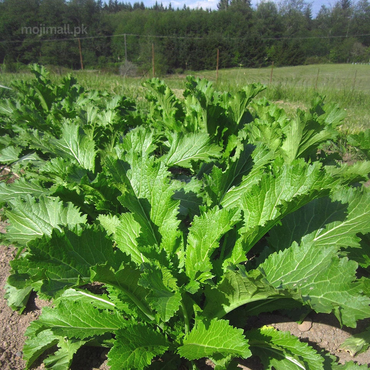 Mustard Leaves (سرسوں کا ساگ) – 1000+ Seeds-Moji Mall