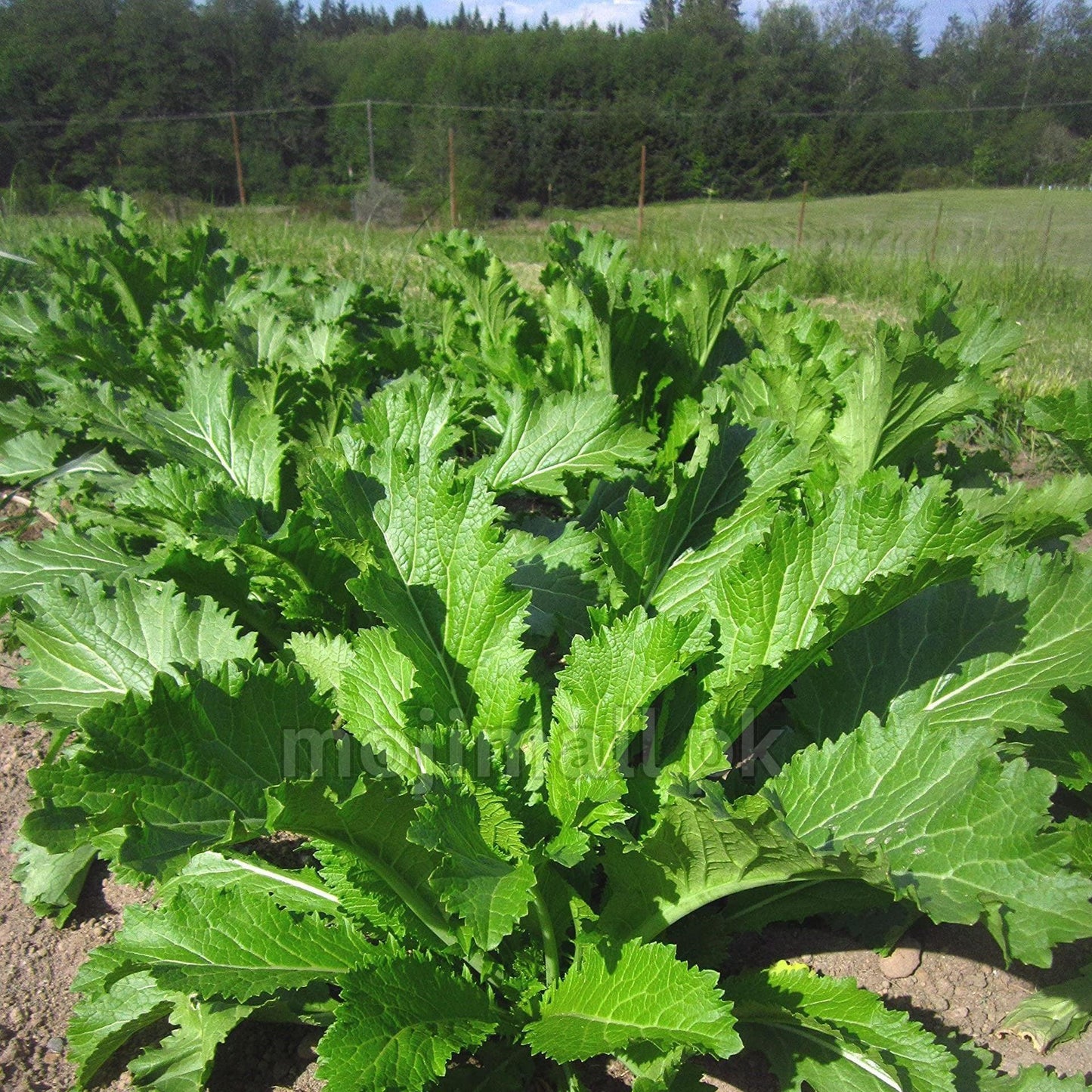 Mustard Leaves (سرسوں کا ساگ) – 1000+ Seeds-Moji Mall