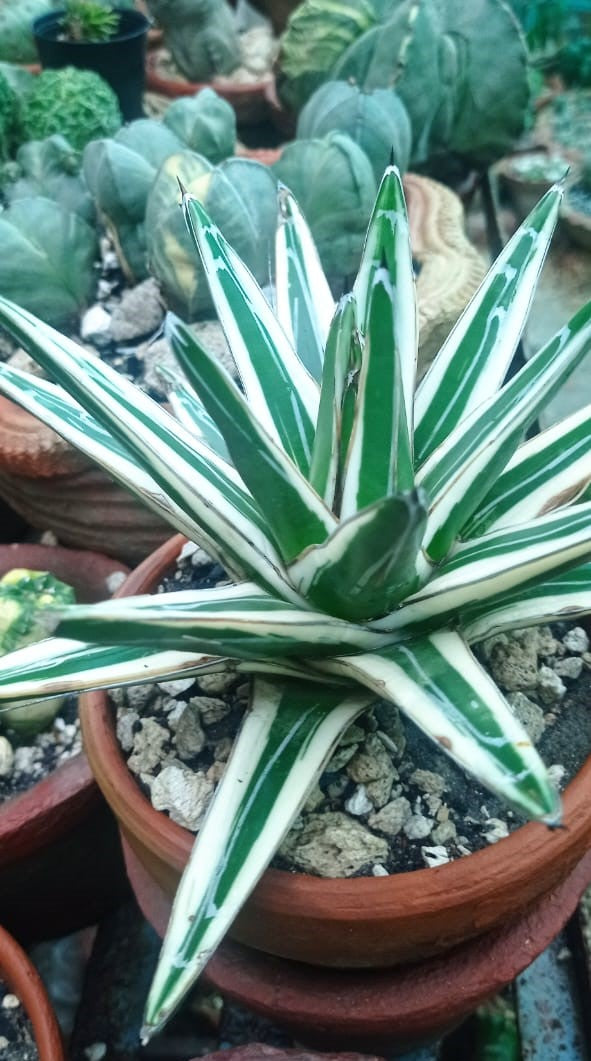 Agave - Victoriae Reginae - White Rhino Alba - Live Plant (Limited Only)