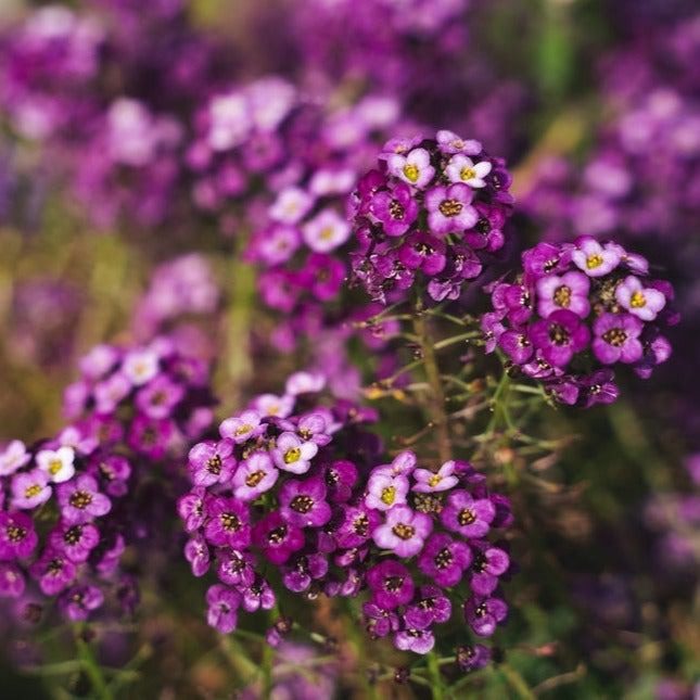 Alyssum (Violet Queen) - Seeds (گل بجری)