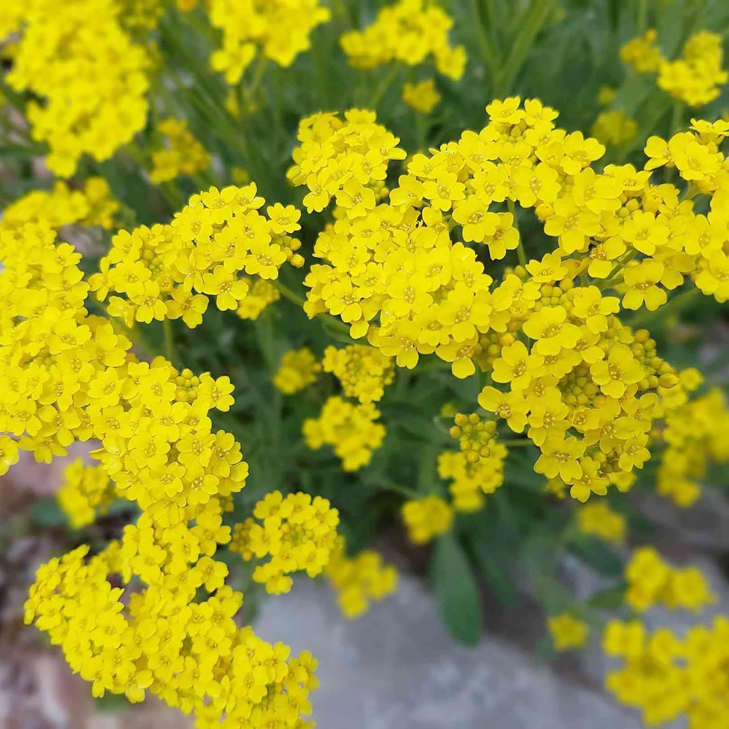 Close-up of bright Alyssum yellow flowers with a blurred natural background