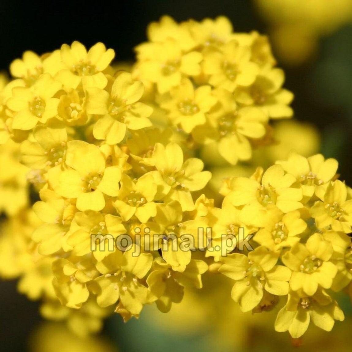 Close-up of a cluster of Alyssum yellow flowers with a blurred background