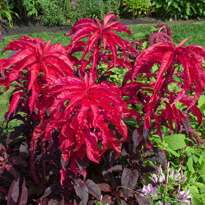 Amaranthus 'Molten Fire' seed packet – vibrant red foliage seeds – Moji Mall