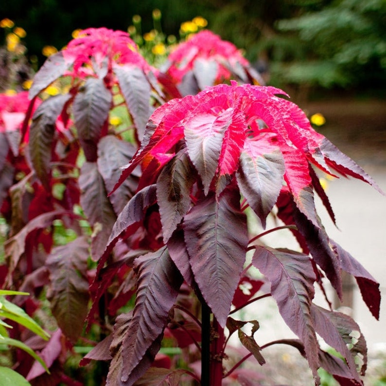 Mature Amaranthus 'Molten Fire' plant displaying lush red foliage