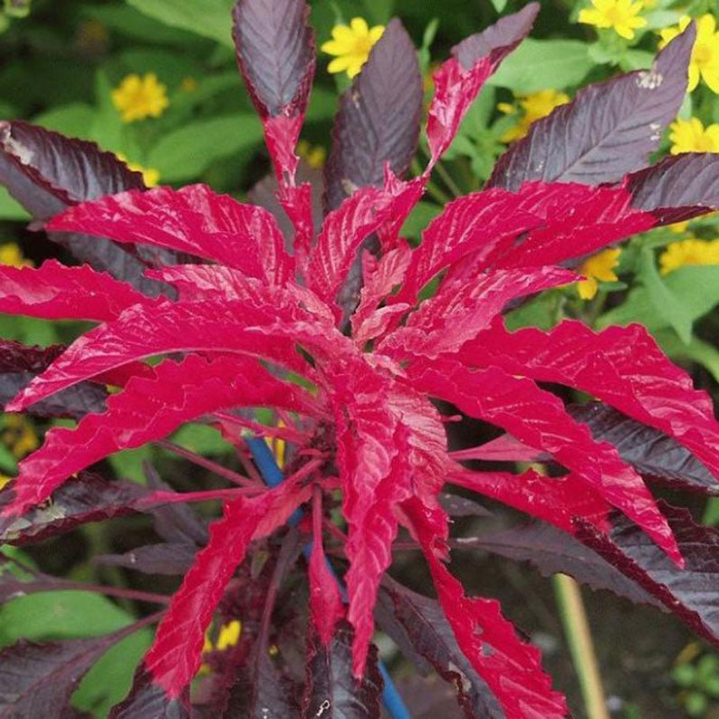 Close-up of Amaranthus 'Molten Fire' leaves showcasing deep red hues
