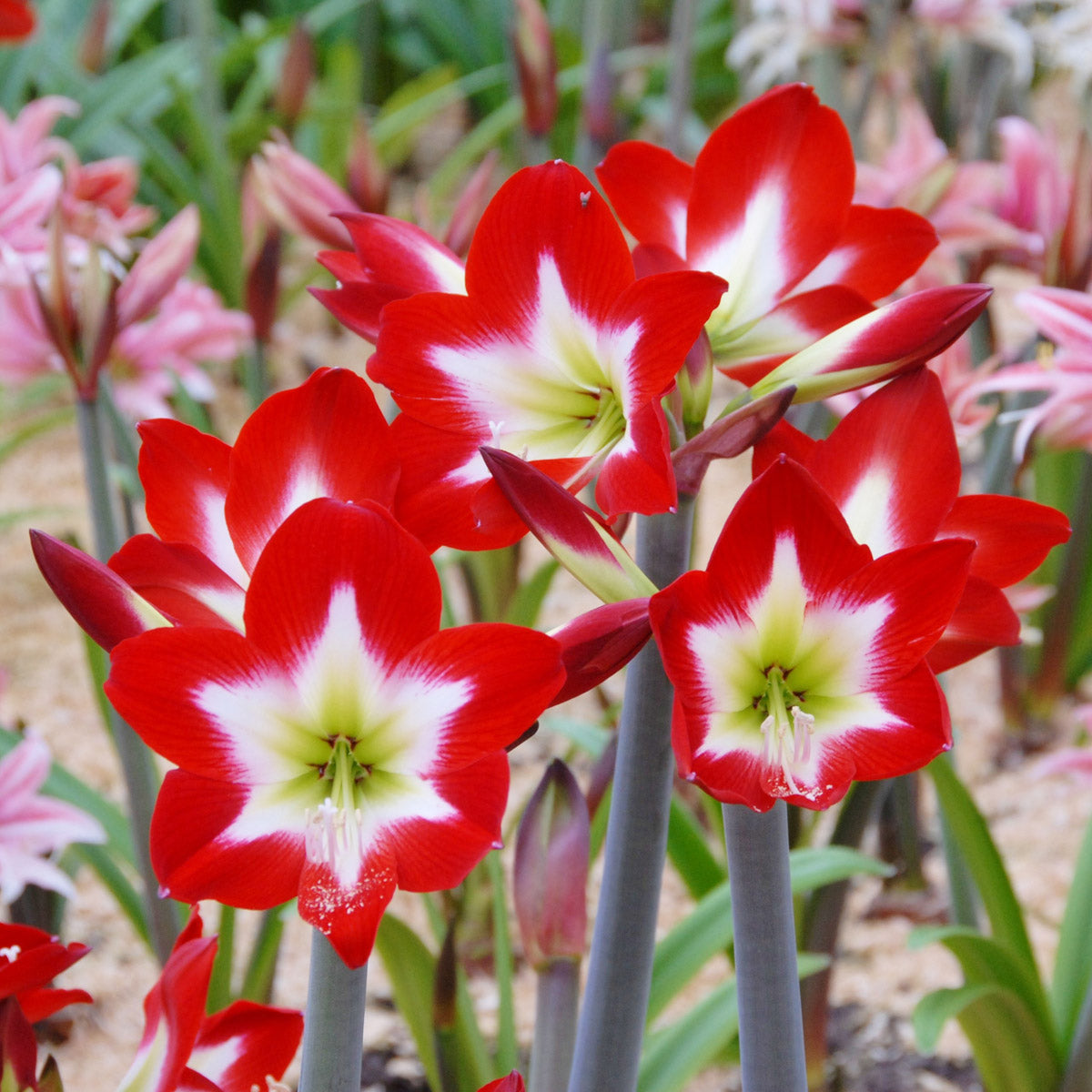 Amaryllis Flower Bulbs (گلِ عروسہ ) – Tres Chic
