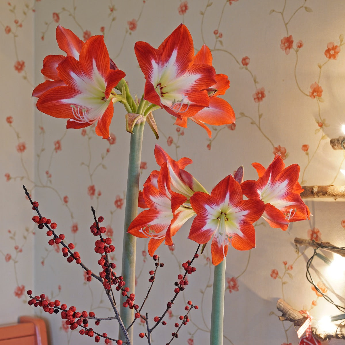 Amaryllis Flower Bulbs (گلِ عروسہ ) – Tres Chic