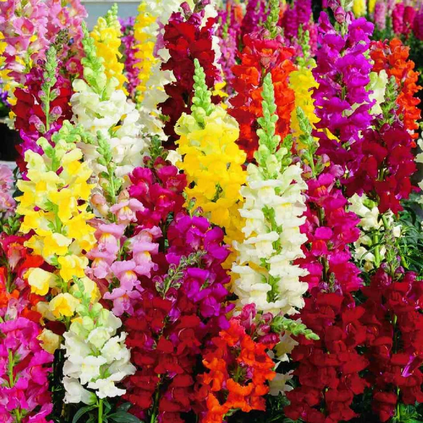 Antirrhinum (Snapdragon) Mix – 100+ Seeds