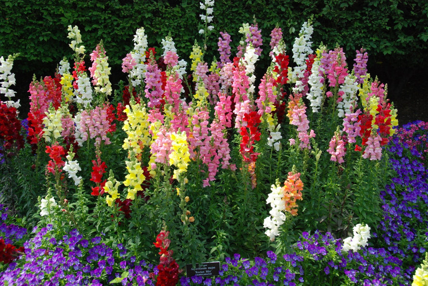 Antirrhinum (Snapdragon) Mix – 100+ Seeds