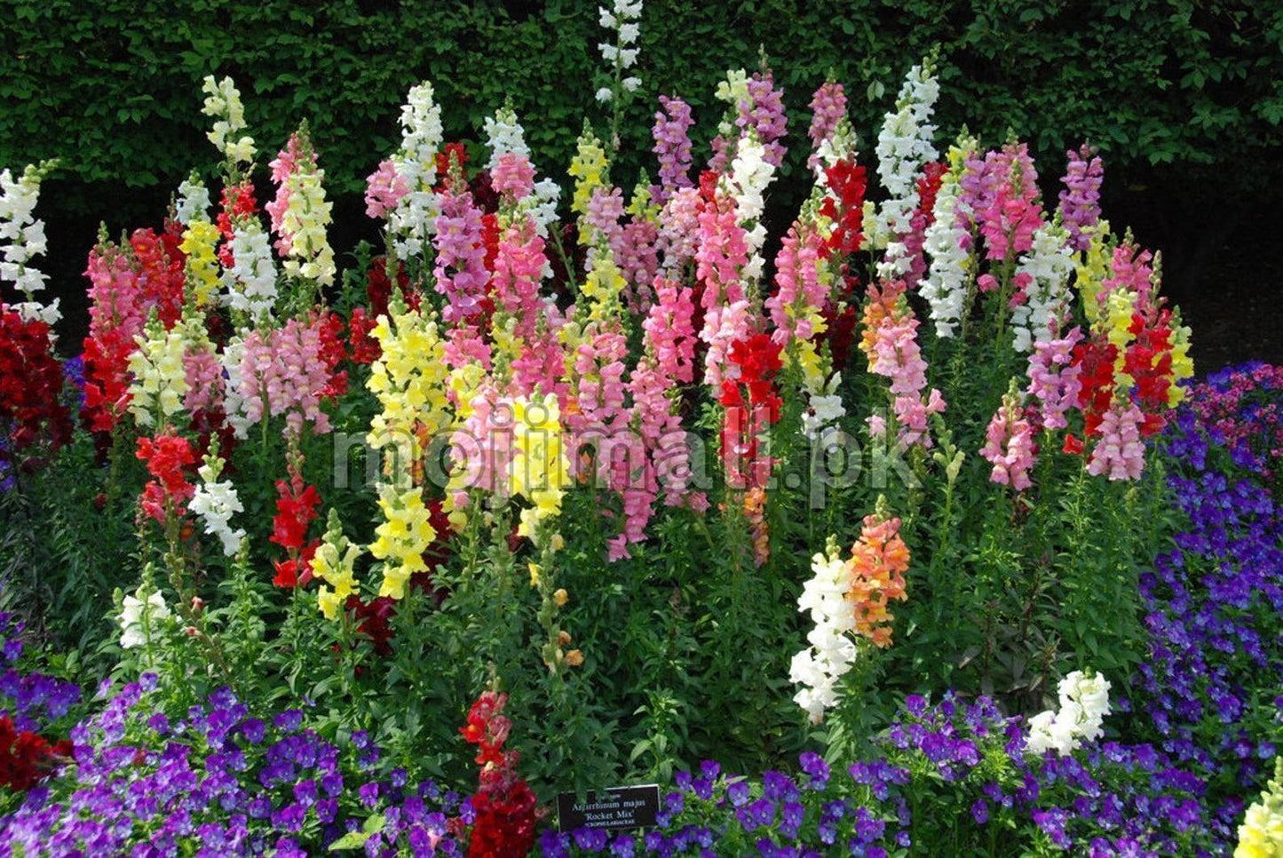 Antirrhinum (Snapdragon) Mix – 100+ Seeds (WINTER)-Moji Mall