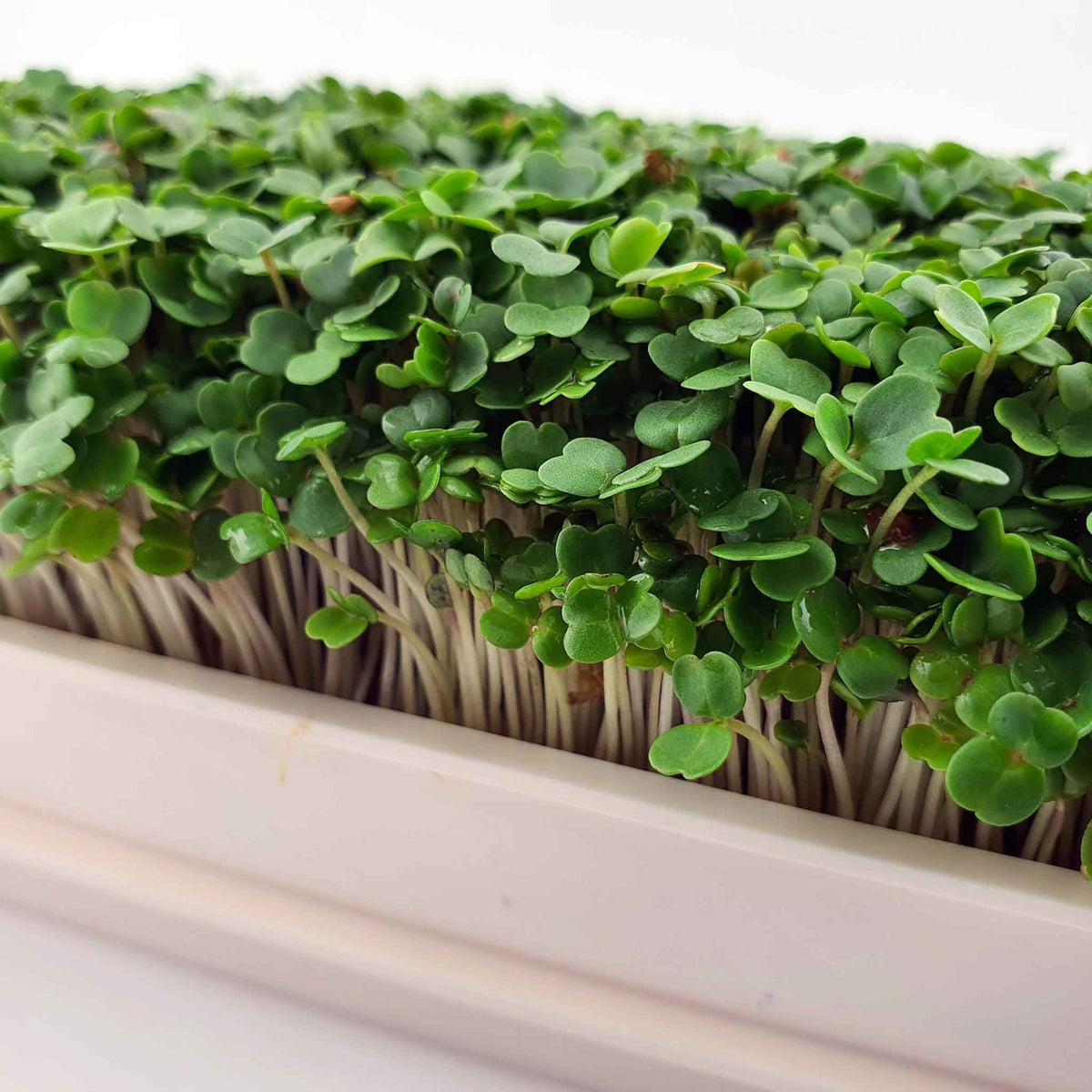 Arugula (Rocket Lettuce): Microgreens Seeds