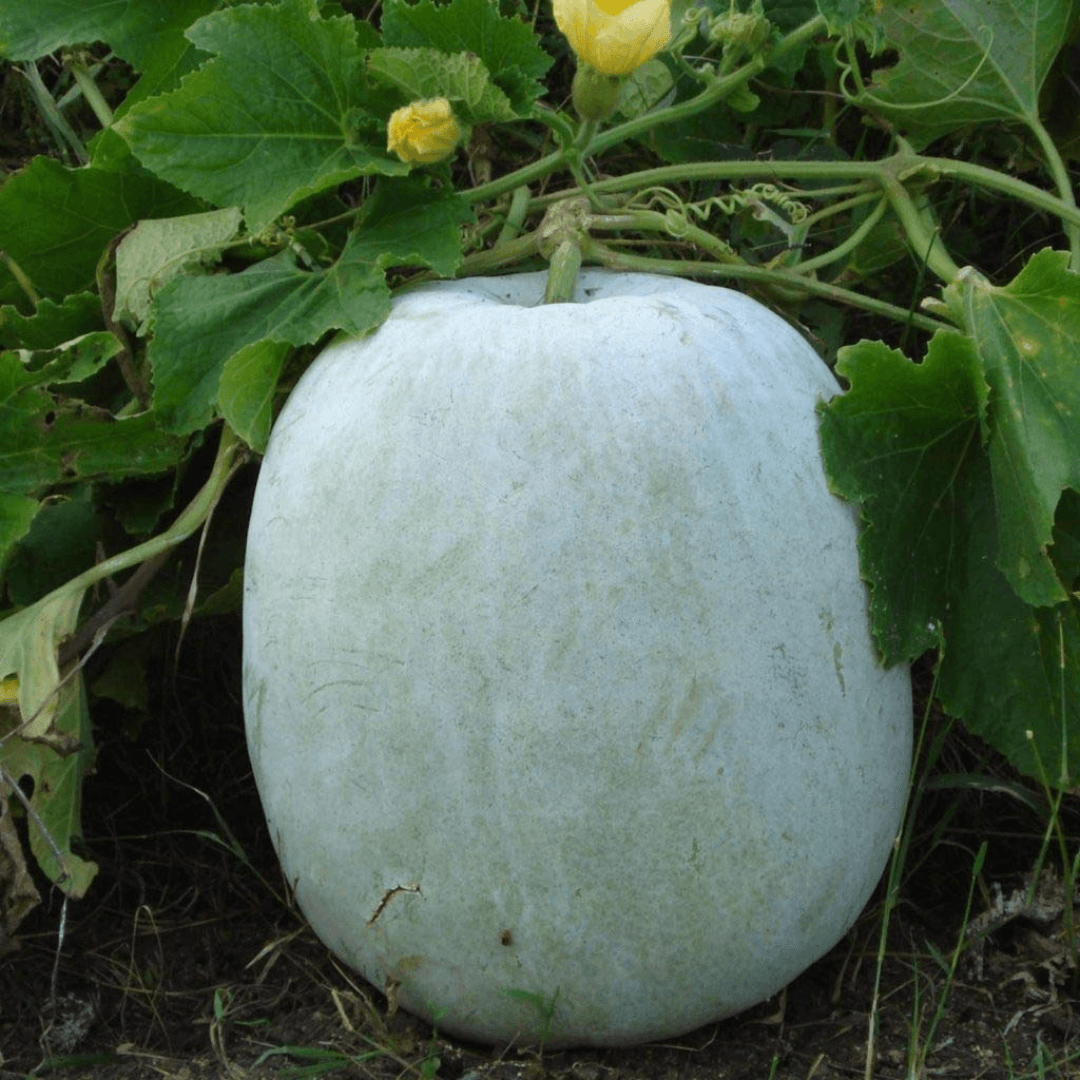 Ash Gourd (سفید پیٹھے کے بیج) – 30+ Seeds