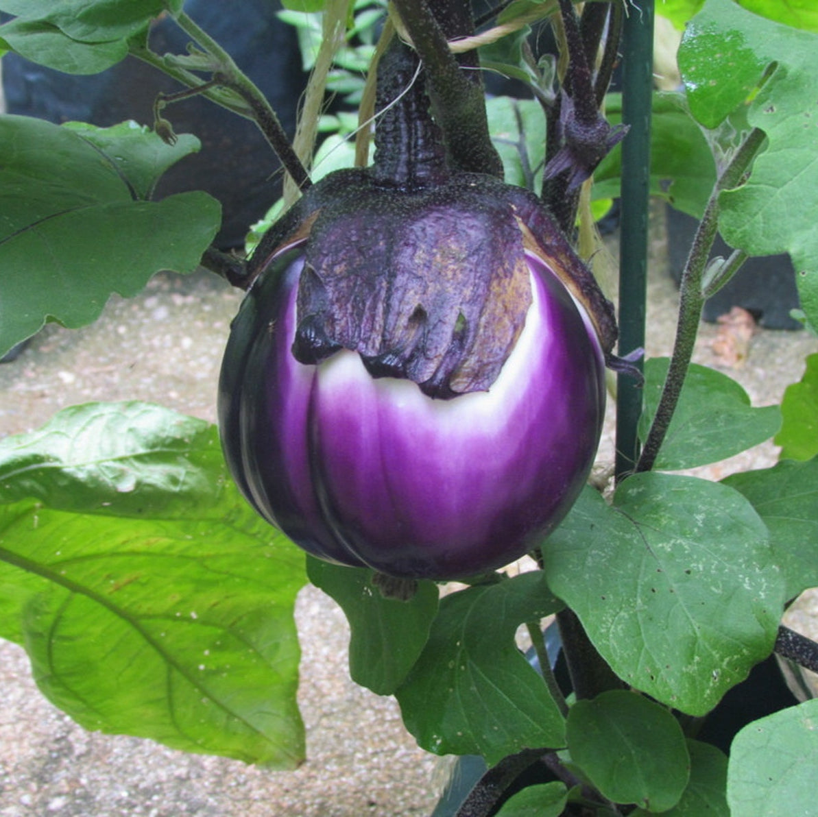 Brinjal (Purple Queen) 15+ Seeds