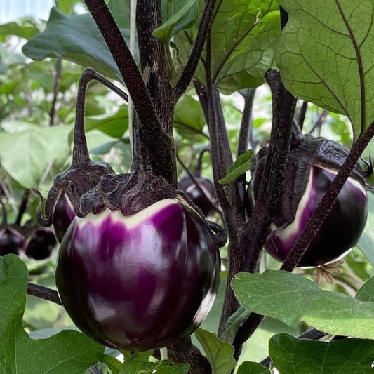 Brinjal (Purple Queen) 15+ Seeds