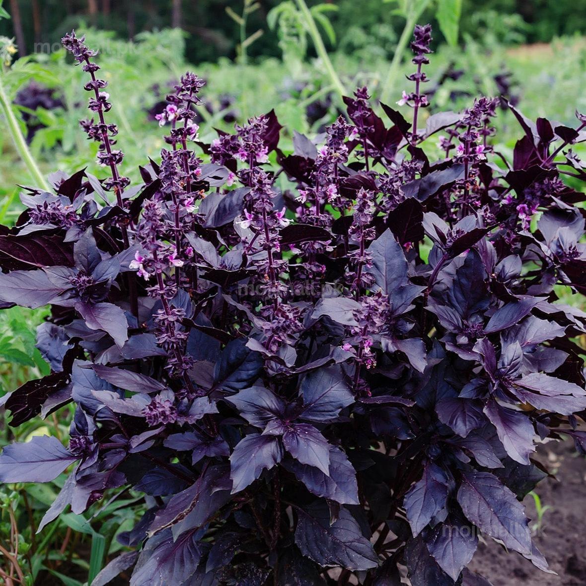 Dark Opal Basil – 30+ Seeds-Moji Mall