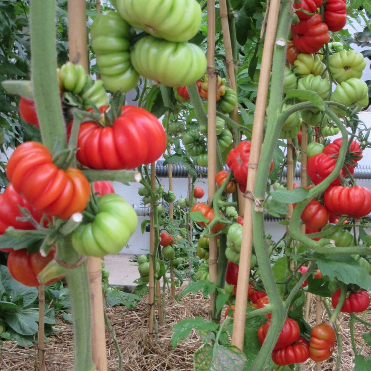 Tomato Beef (25+ Seeds)