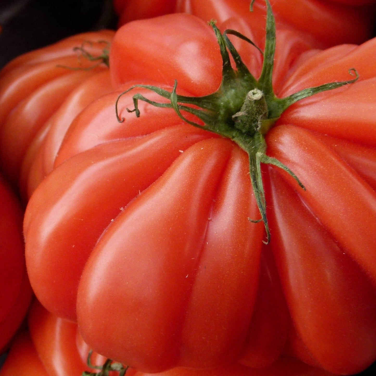 Tomato Beef (25+ Seeds)