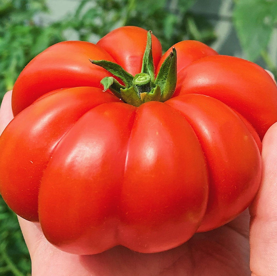 Beef Tomato - 25+ Seeds