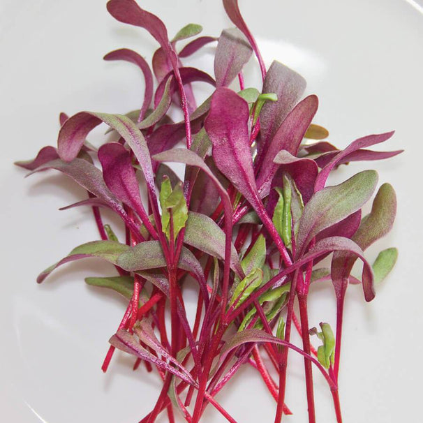 Beetroot Microgreens Seeds Moji Mall