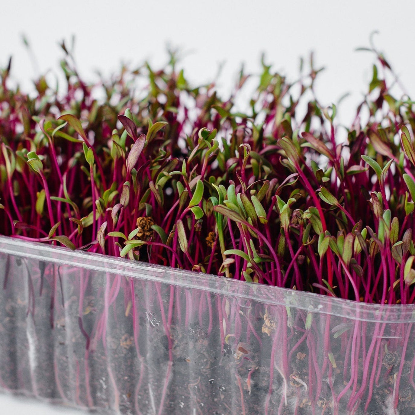 Beetroot Microgreens Seeds Moji Mall