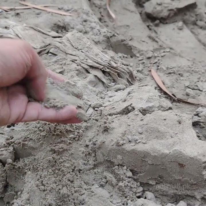 Hand holding Bhal Mitti for plants