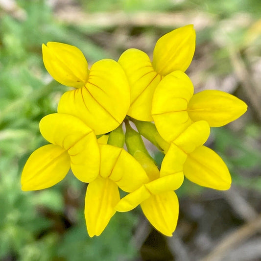 Golden Lotus seed pack – seeds for low-growing yellow flowering plant