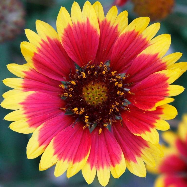 Gaillardia Aristata (Blanket Flower) – Mix – 40+ Seeds-Moji Mall