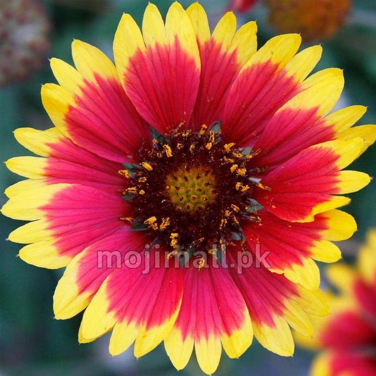 A red blanket flower edged in yellow with a dark centre, pictured on Moji Mall’s Gaillardia seeds listing in Pakistan