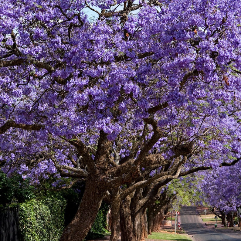 Blue Jacaranda tree seeds
