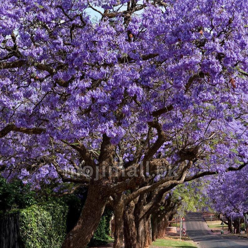 Blue Jacaranda tree seeds