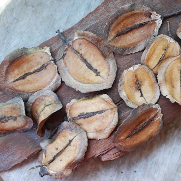 Blue Jacaranda tree seeds closeup