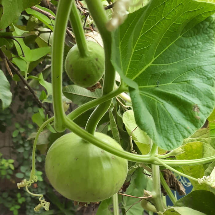 Round Gourd (دیسی کدو کے بیج) – 20+ Seeds