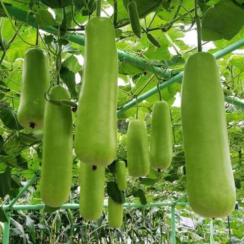 Bottle Gourd (دیسی لوکی کے بیج) – 20+ Seeds