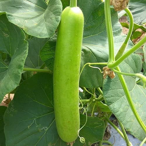Bottle Gourd (دیسی لوکی کے بیج) – 20+ Seeds